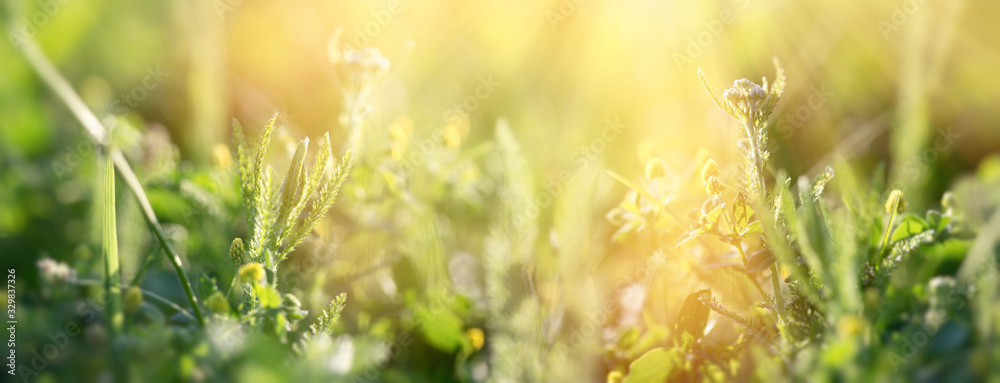 Spring grass in early spring, fresh green gras in meadow