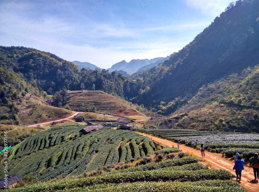 山谷中的茶园