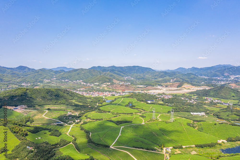 tea plantation