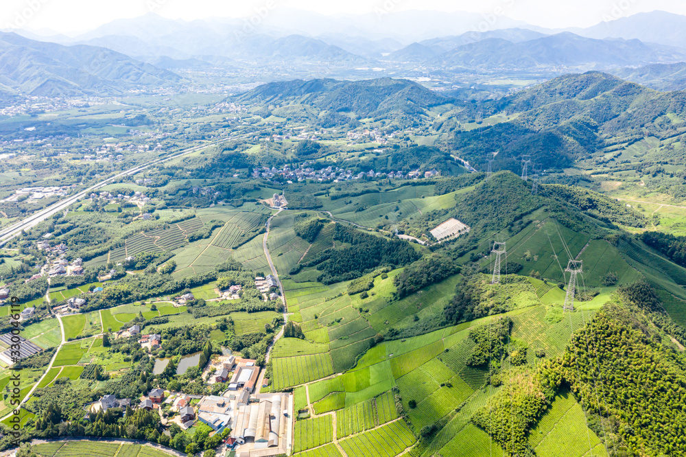 tea plantation