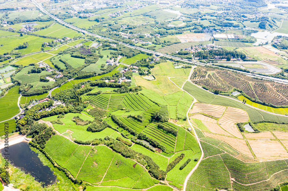 tea plantation