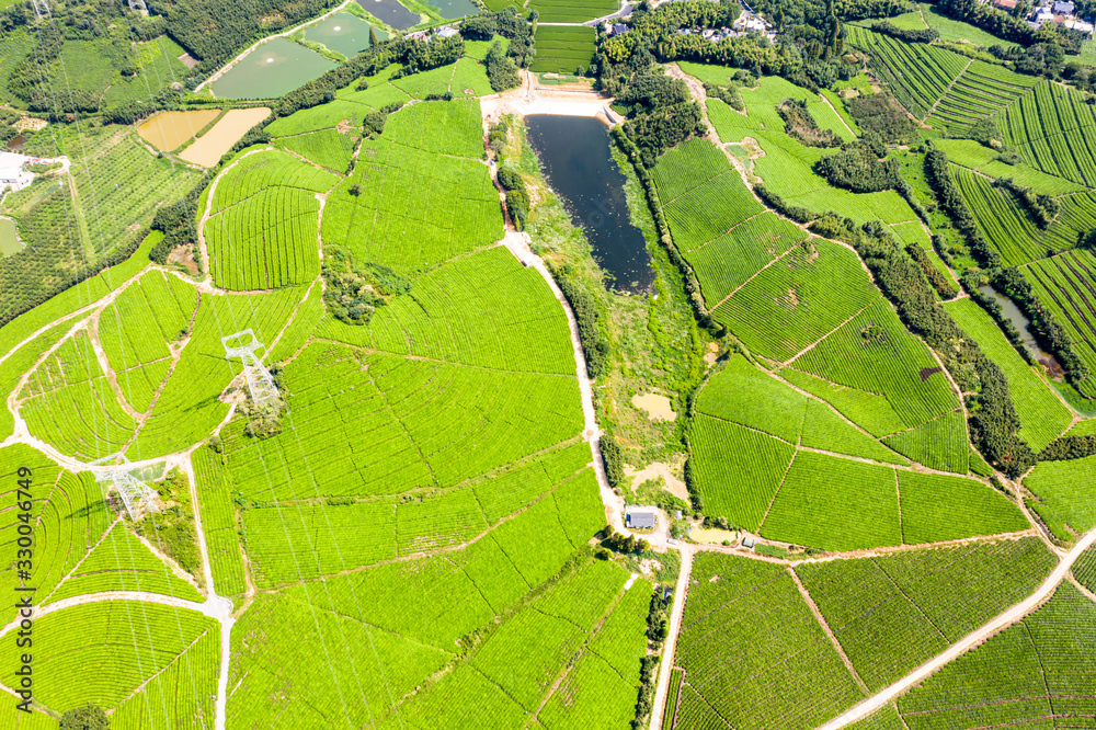 tea plantation