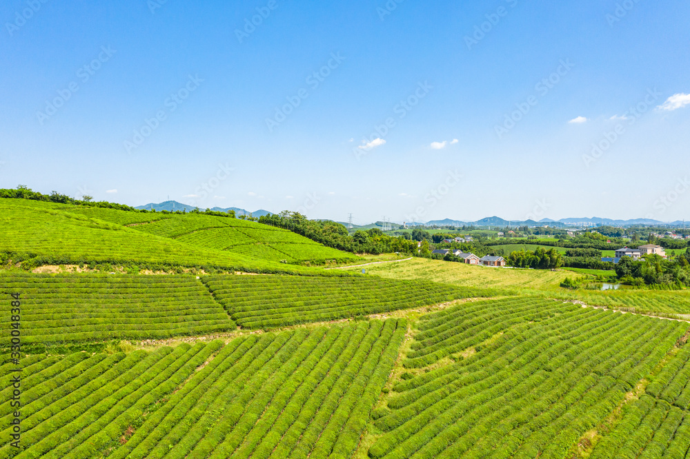 tea plantation