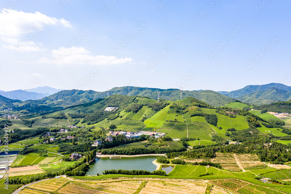 tea plantation