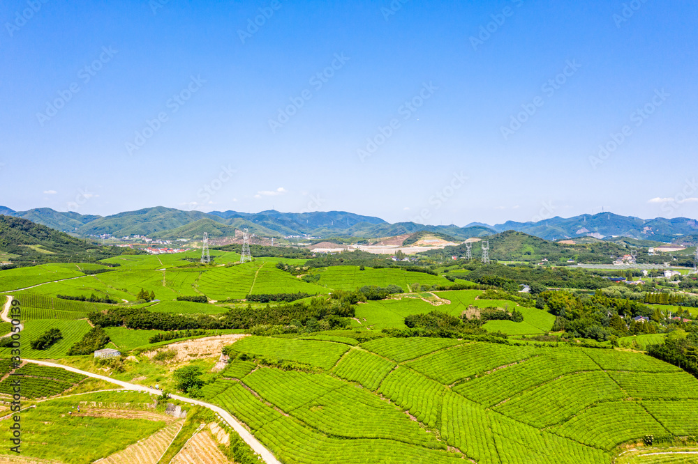 tea plantation