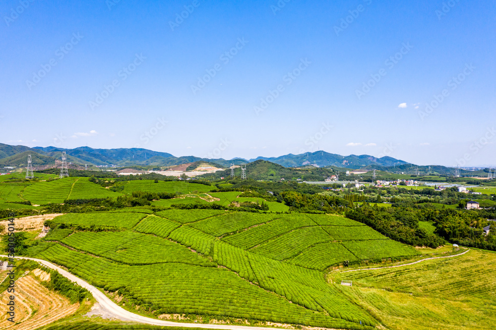 tea plantation