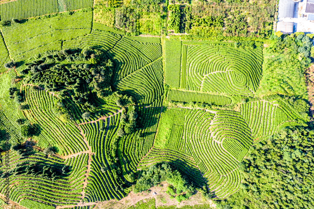 tea plantation