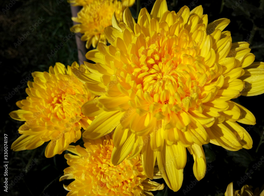 Chrysanthemum with dark blurred background