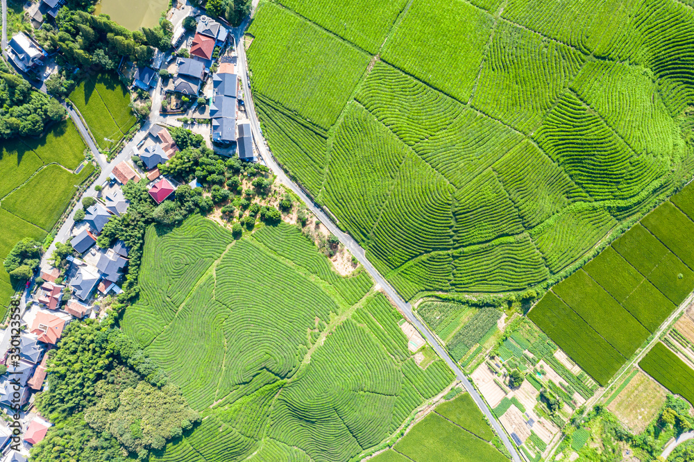 tea plantation