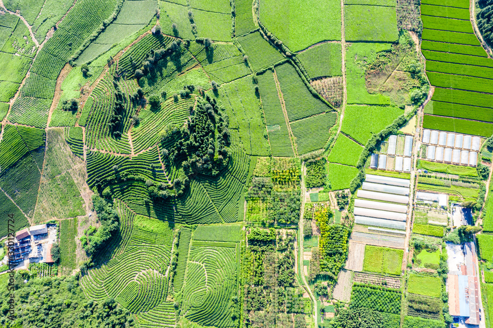 tea plantation