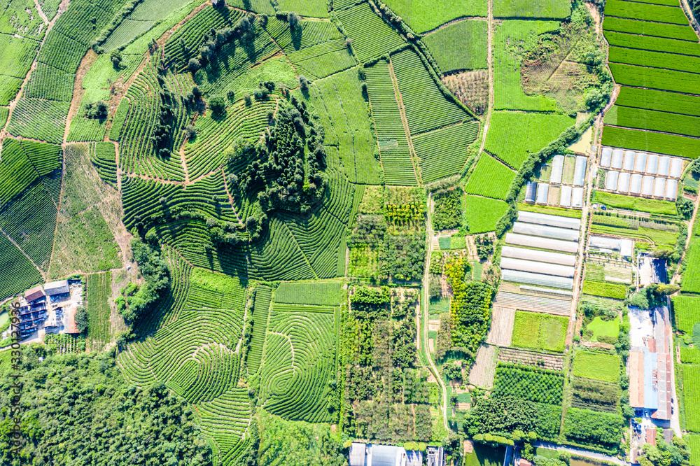 tea plantation