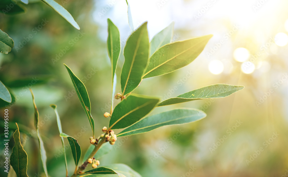 Laurel plant growing in a garden. Closeup of fresh organic laurel leaves, macro shot. Herbs and spic