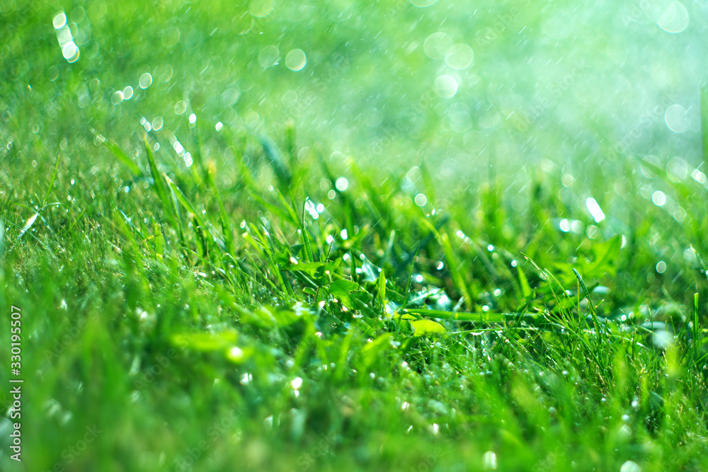 有雨滴的草地。正在浇水的草坪。下雨。有水滴的模糊草地背景特写。自然