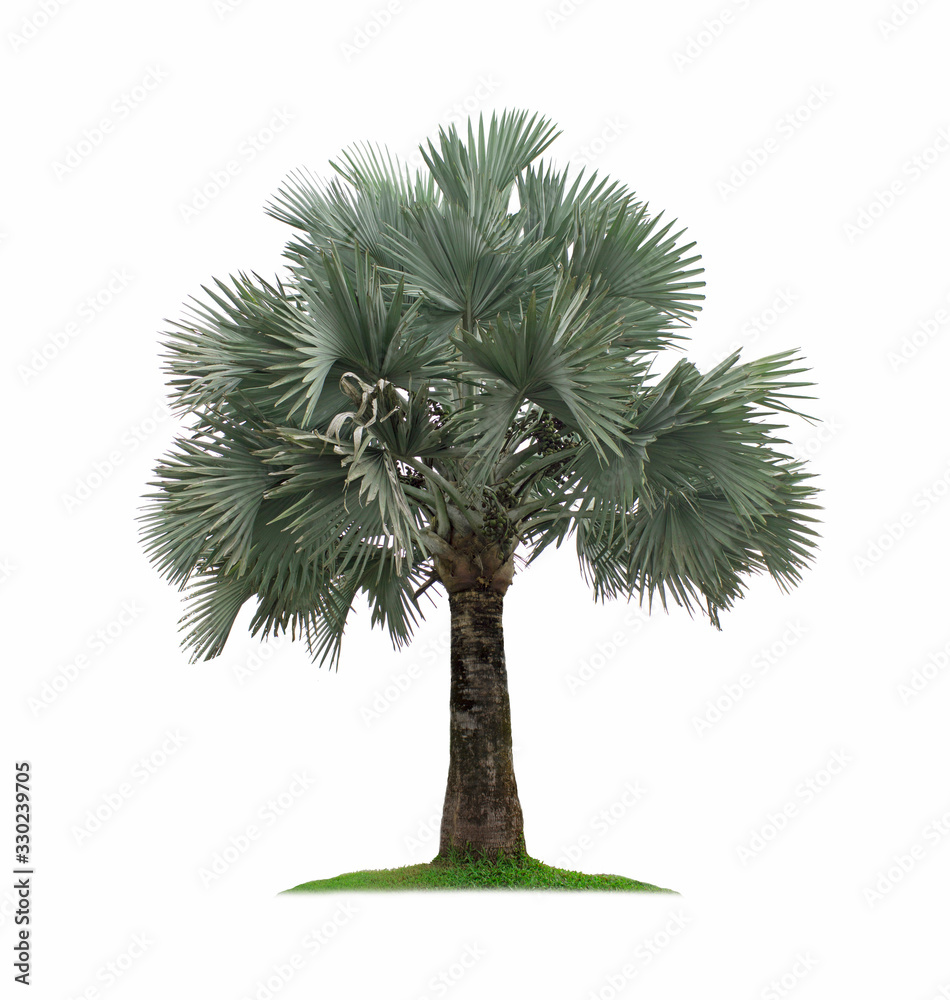 Palm tree isolated on white background