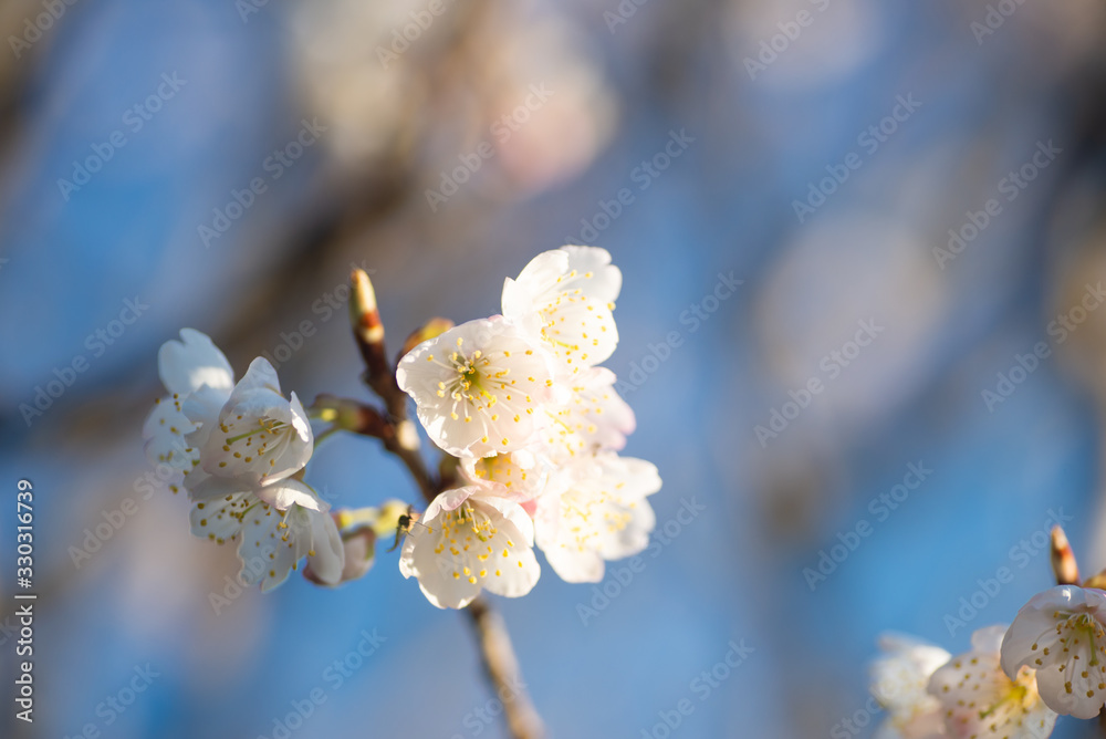 満開の桜