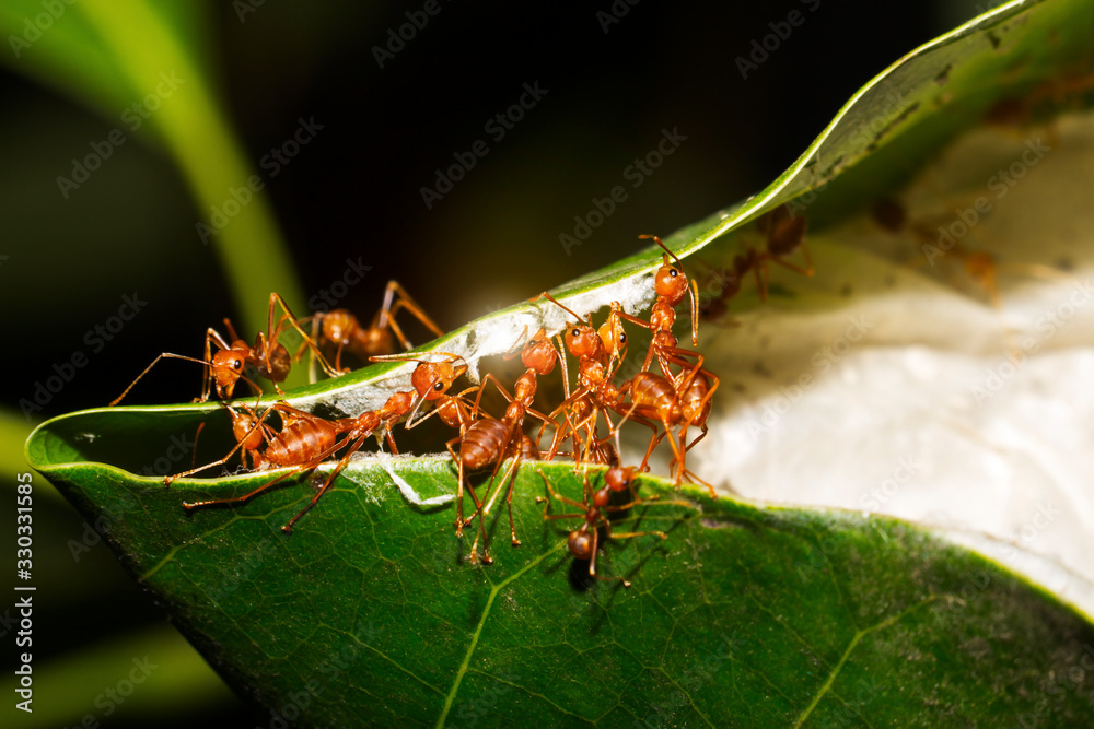 Red ants are helping to pull the leaves together to build a nest