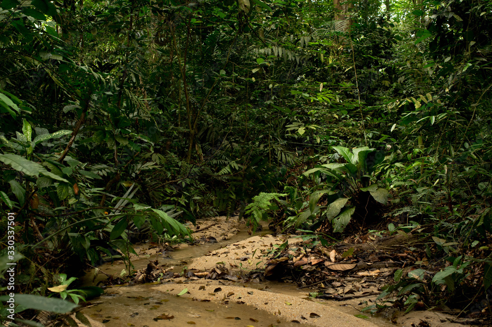 Stream inside the Forest Research Institue of Malaysia