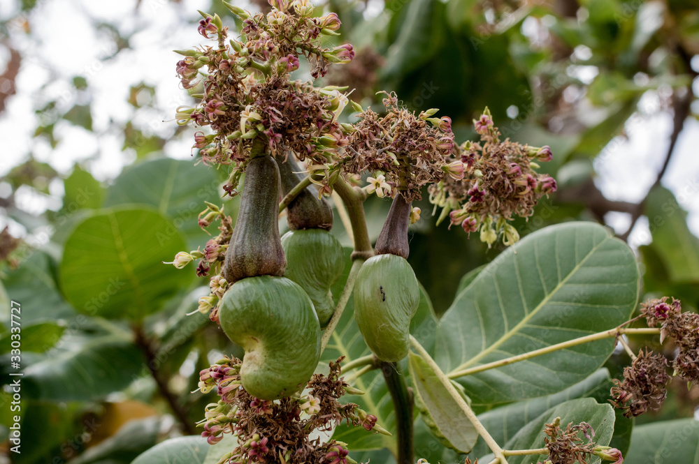 Cashew fruits in an orchard, Burkina Faso