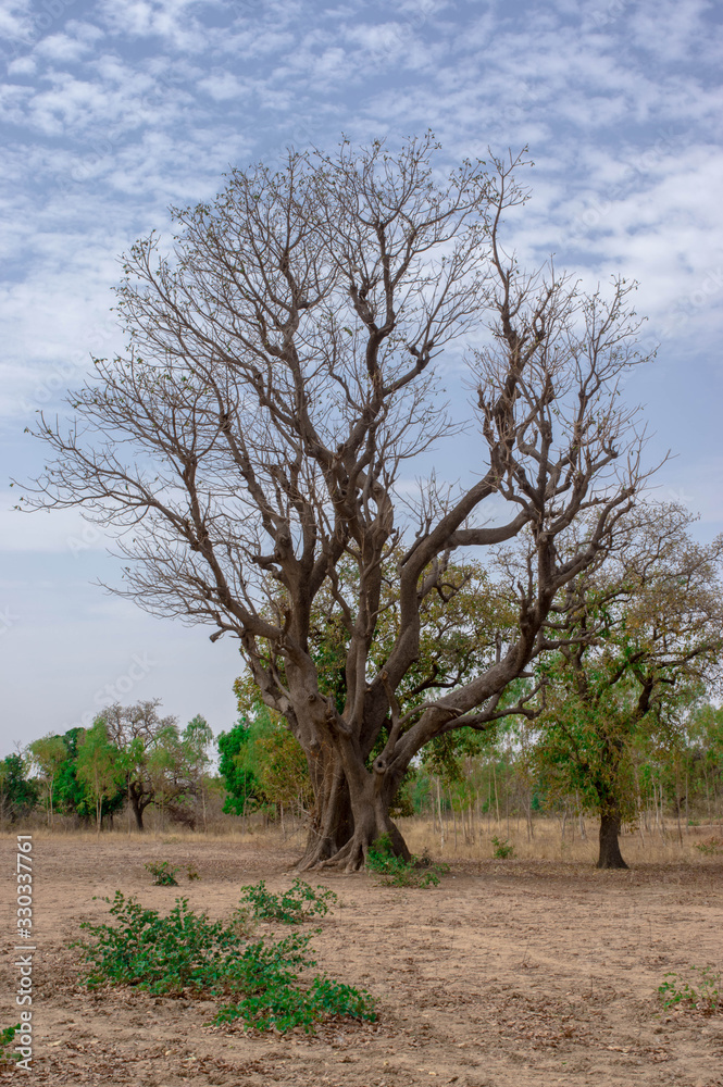 Bombax costatum in a parkland of Burkina Faso