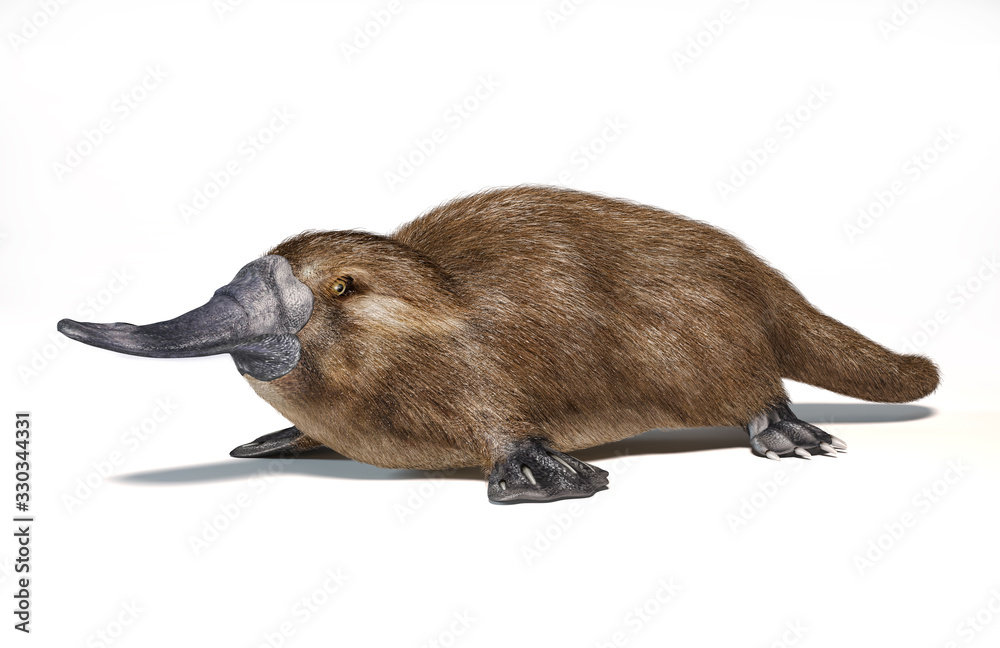 Platypus duck-billed animal. (Ornithorhynchus anatinus) 3D illustration.