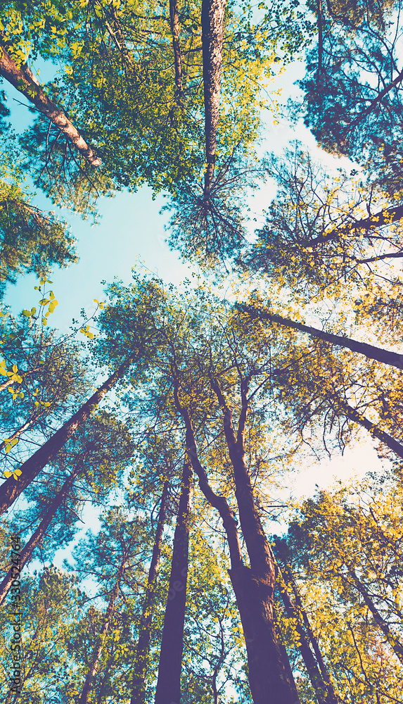 Looking up at the at the sky in a forest of tall trees