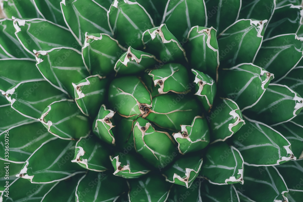 Cactus, agave, closeup, background, pattern, abstract, nature and texture, dark red