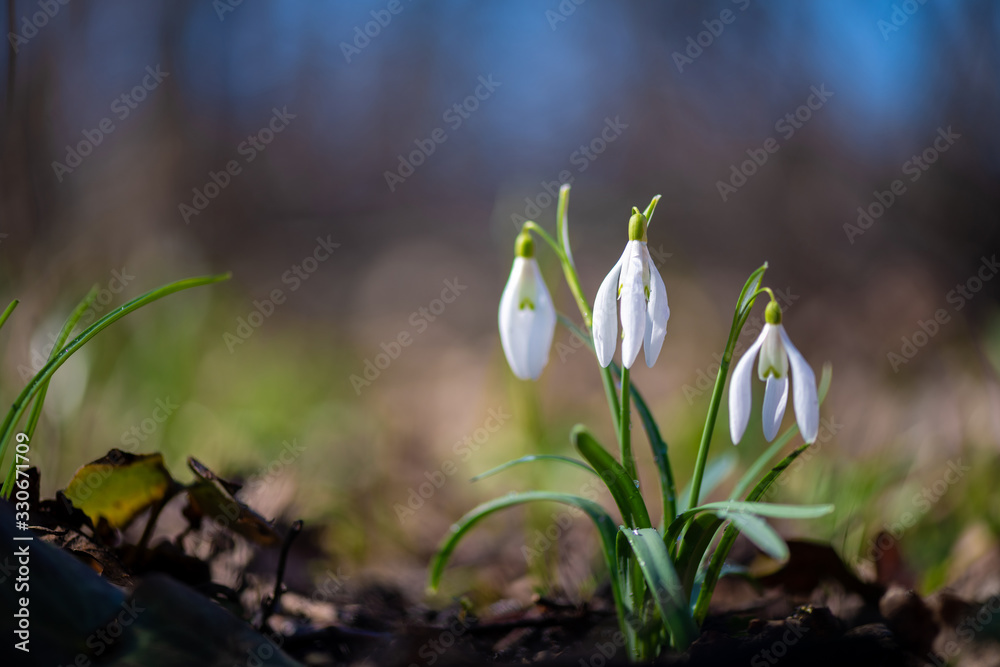 Closeup of small white delicate snowdrops after the rain with drops of water