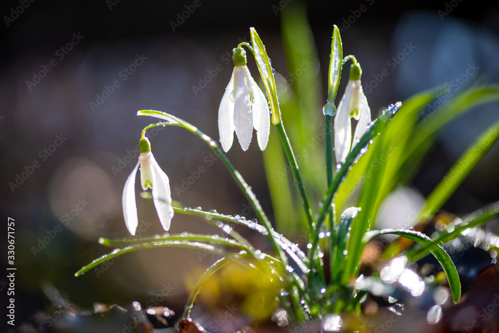 Close first spring flowers snowdrops with rain