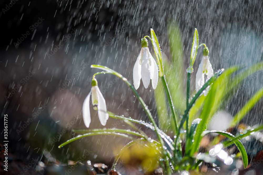 Close first spring flowers snowdrops with rain