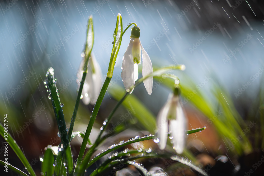 春花初闭，雪花雪莲伴雨