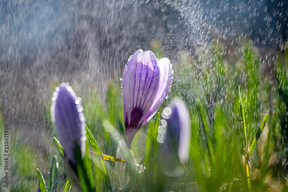 春雨里美丽的春天番红花。草坪上花园里的藏红花