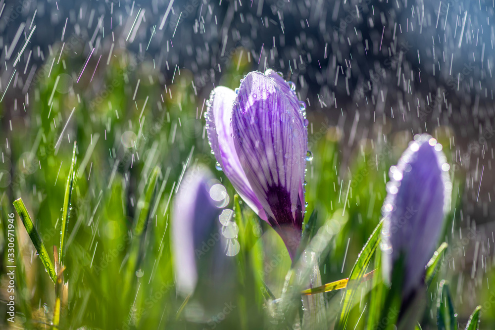 Beautiful spring crocus in the spring rain. Saffron in the garden on the lawn