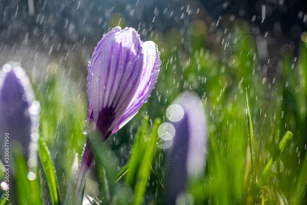 Beautiful spring crocus in the spring rain. Saffron in the garden on the lawn