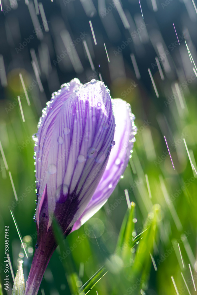 春雨里美丽的春天番红花。草坪上花园里的藏红花