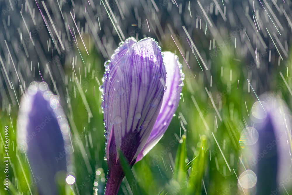 春雨里美丽的春天番红花。草坪上花园里的藏红花