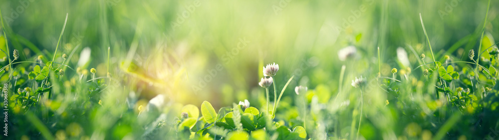 Flowering clover in meadow, spring grass and clover flower lit by sunlight in spring