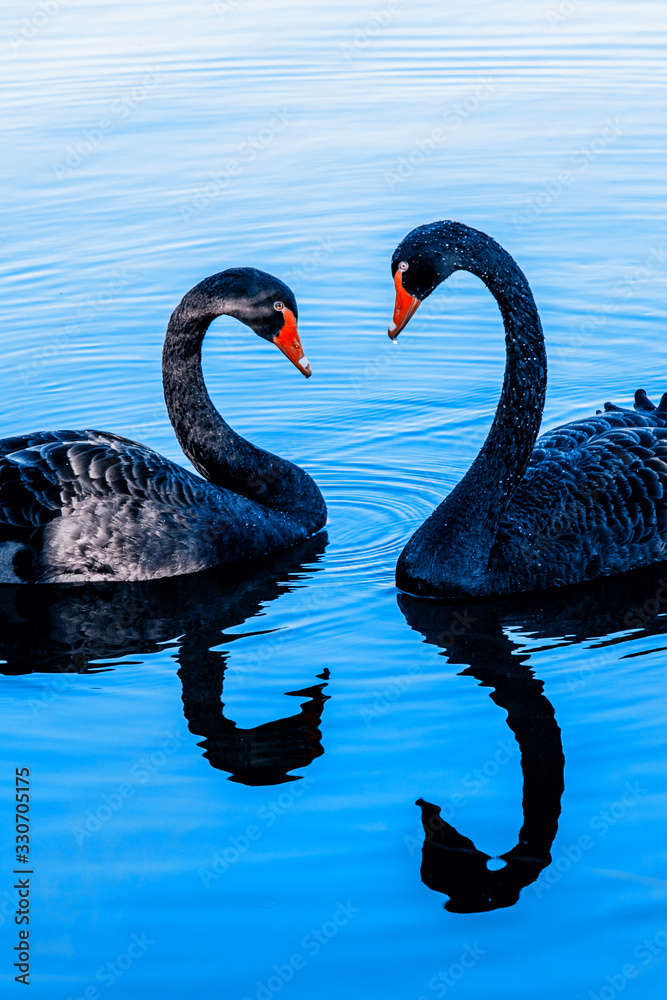 A pair of black swans moored in the blue lake. Pair of black swans on blue water.