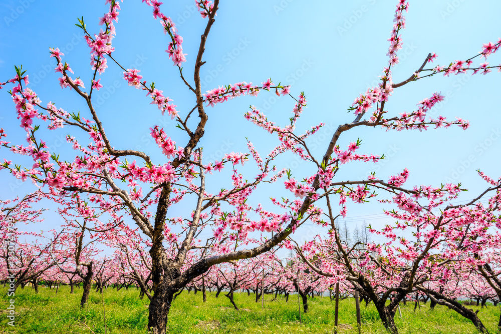 Pink peach blossoms in spring season.