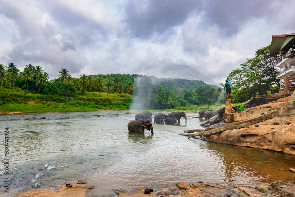 on the river, elephants bathe in the river on sri lanka and enjoy it