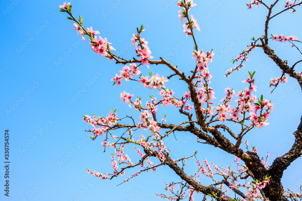 粉红色的桃花在春天盛开。