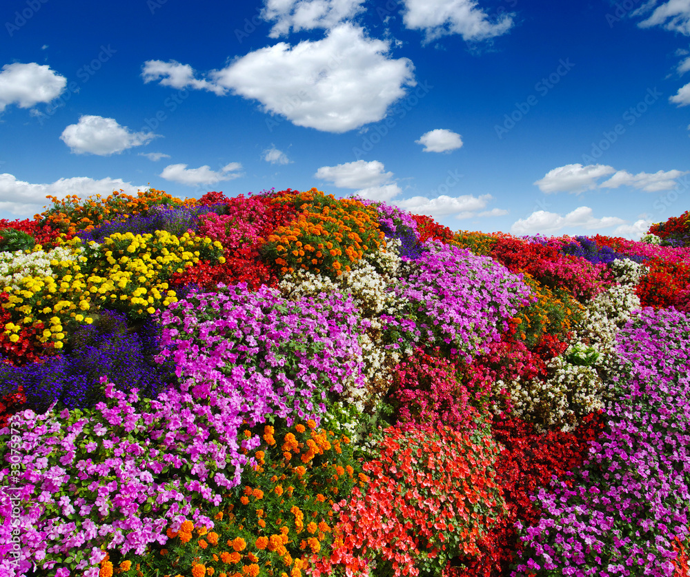 田野上的花朵