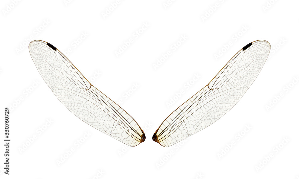 Wings of insect isolated on a white