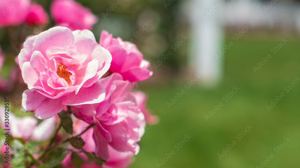 花园里红玫瑰的特写，背景是绿色模糊的