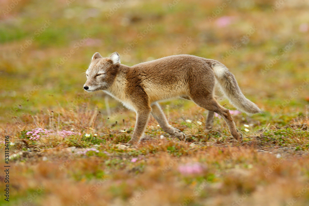 Arctic Fox, Vulpes lagopus, cute animal portrait in the nature habitat, grassy meadow with flowers, 