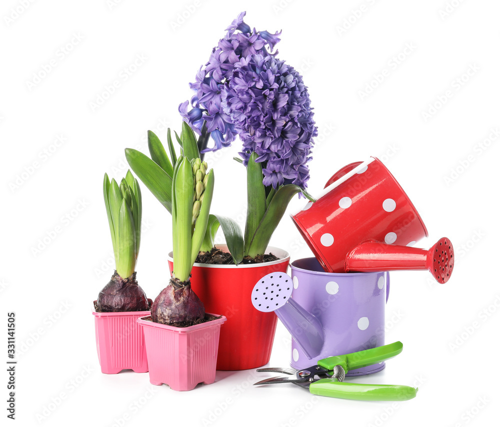 Hyacinth plants and gardening tools on white background