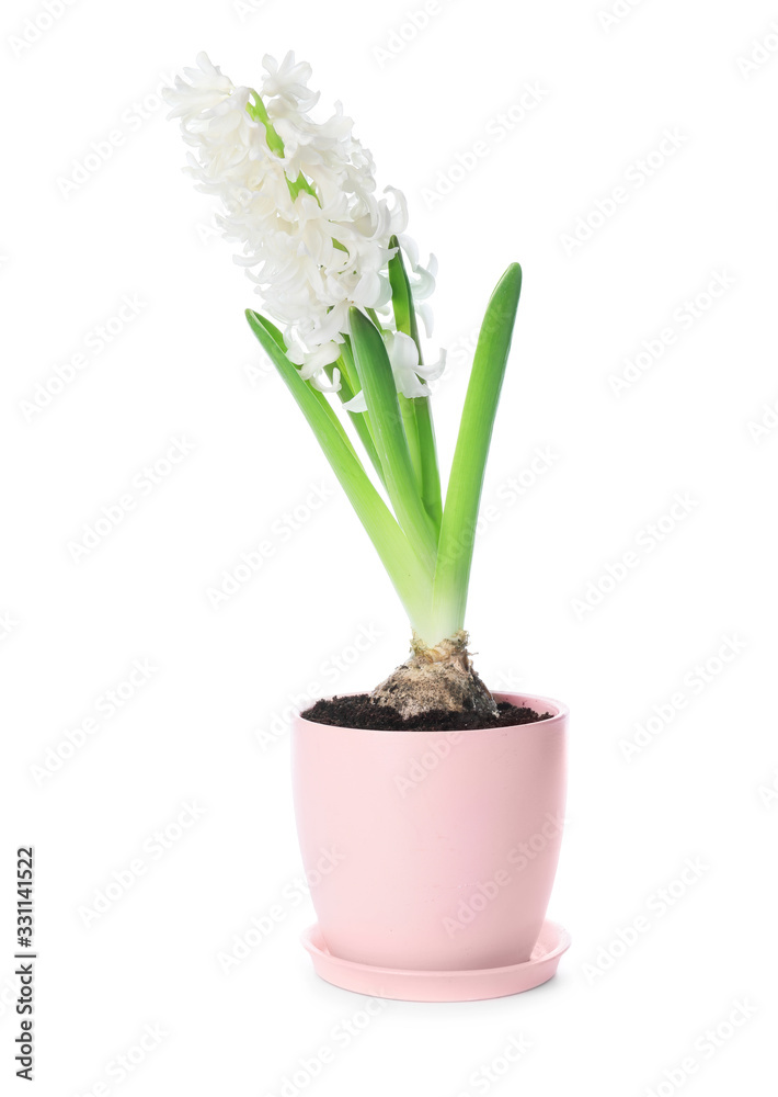 Beautiful hyacinth plant in pot on white background