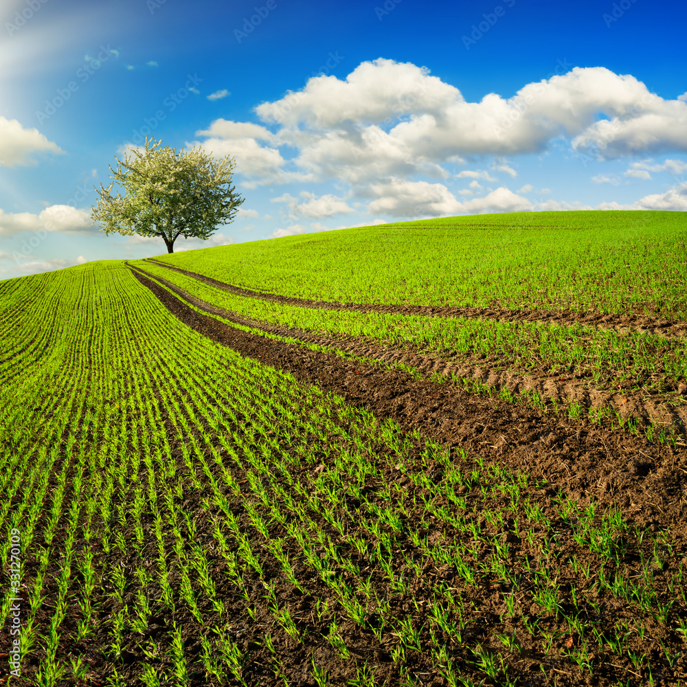 Trails on a field with young plants leading to a lone tree on the horizon