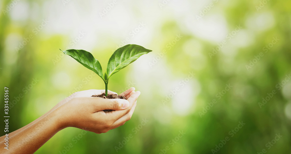 environment concept. hand holding young plant on green blur with sunshine background