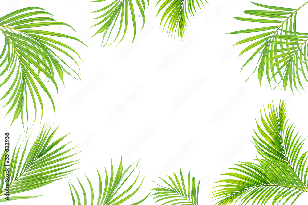 Beautiful green palm leaf isolated on white background with for design elements, tropical leaf, summ