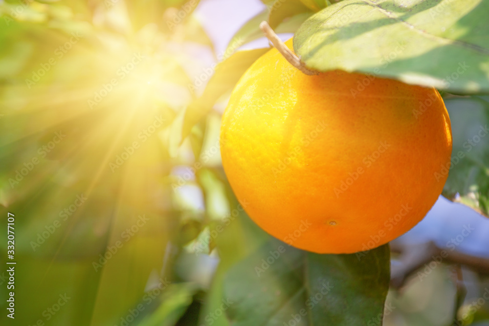 Ripe orange on branch under bright sun